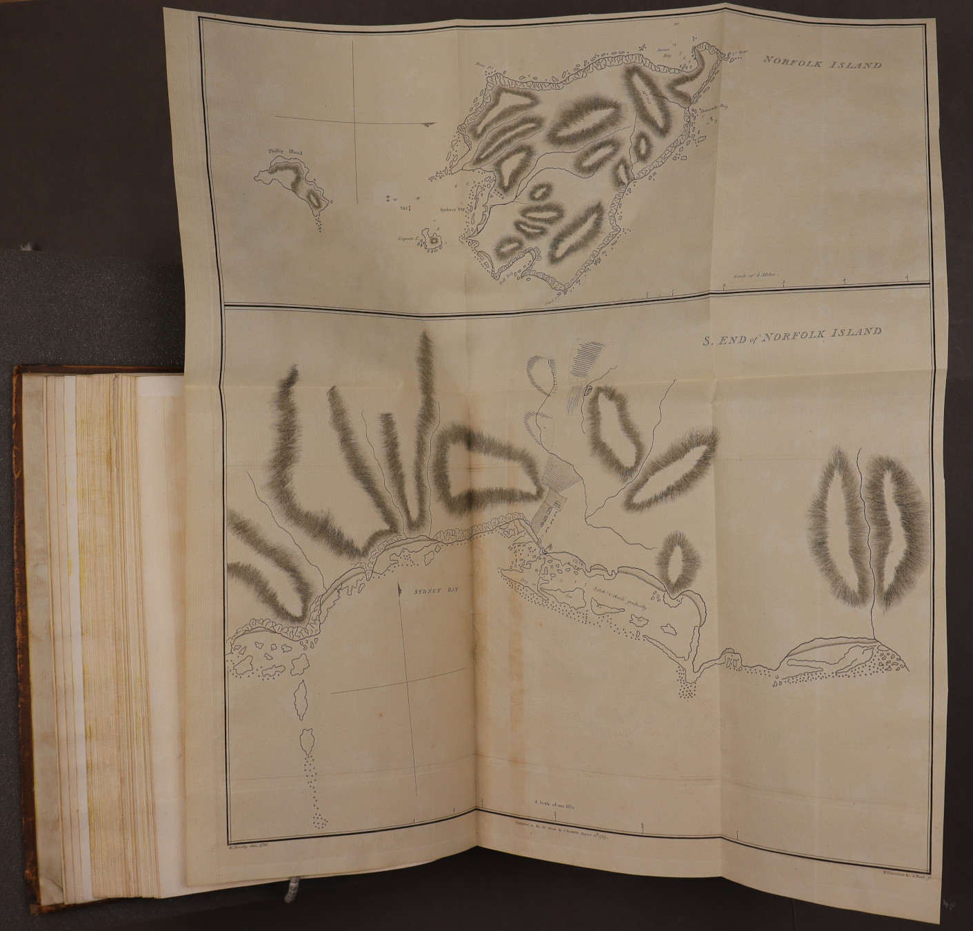 Plate 7